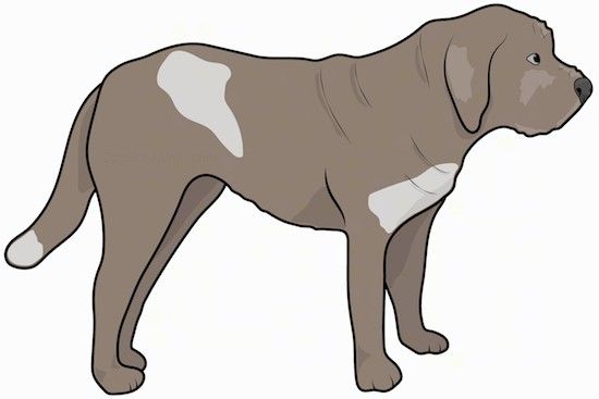 Maklumat dan Gambar Baka Anjing Molossus