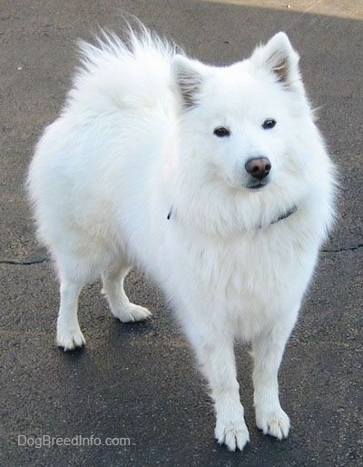 American Eskimo Dog Breed Πληροφορίες και εικόνες