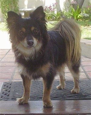 Maklumat dan Gambar Baka Anjing Pomapoo