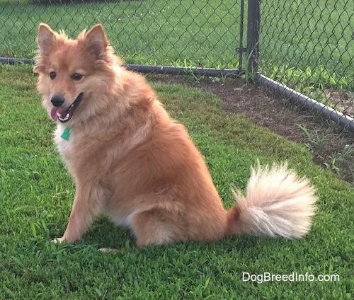 Imagens e informações sobre raças de cães elegantes