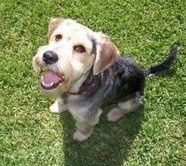 Galce Terrier Karışımı Cins Köpeklerin Listesi