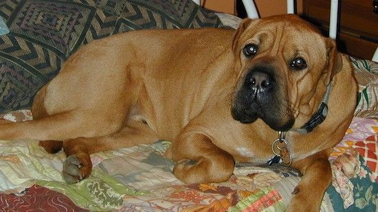 Maklumat dan Gambar Breed Dog Box-a-Shar