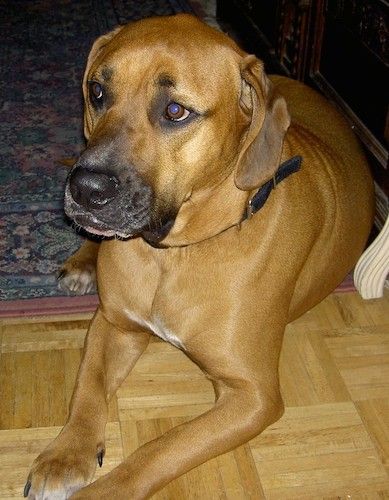 Maklumat dan Gambar Breed Dog Bullbasset Mastiff