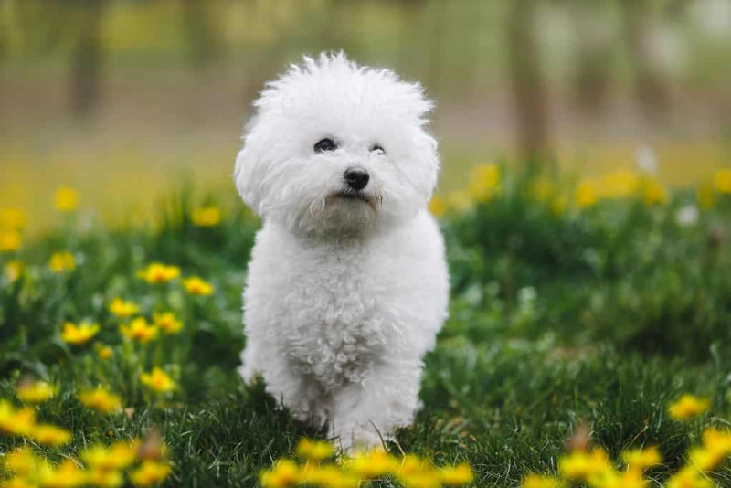   Bichon frisé