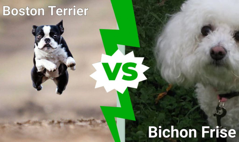   Boston Terrier vs Bichon Frize