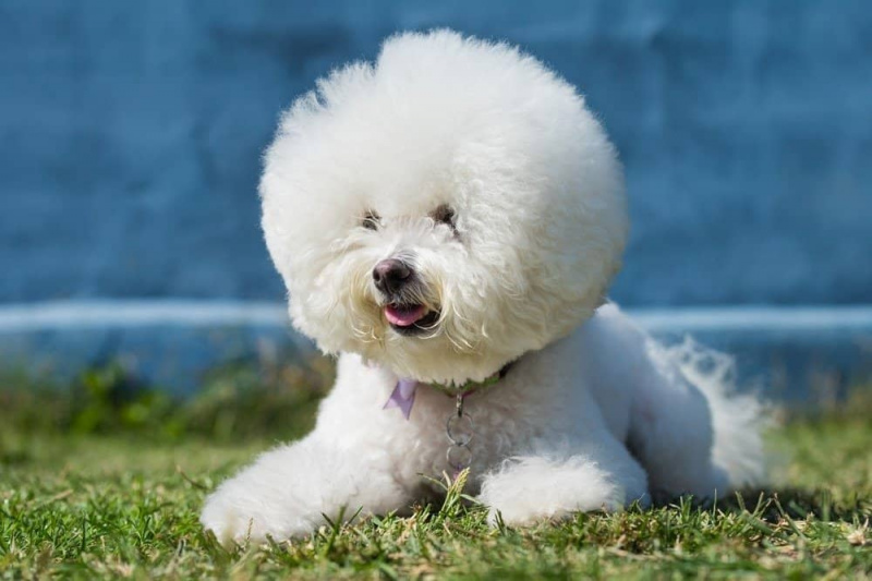   melhor raça de cachorro - bichon frise