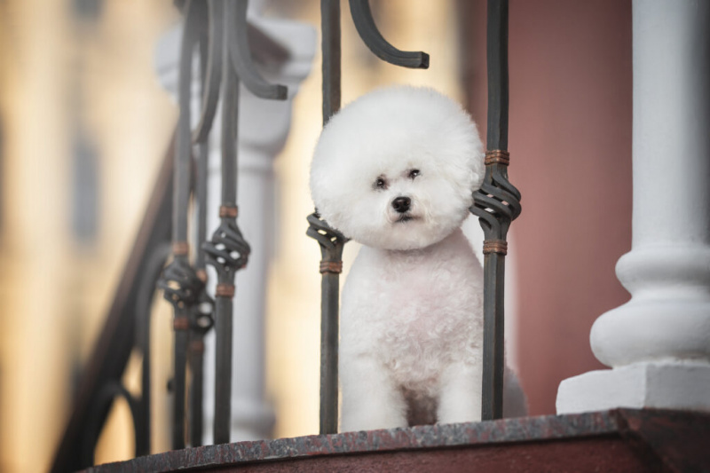   Bichon Frise com um belo corte de cabelo espreitando por trás de uma cerca de metal em degraus de pedra e olhando diretamente para a câmera contra o pano de fundo de uma paisagem urbana sem neve ao pôr do sol