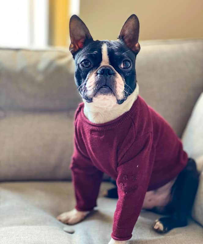   Boston Terrier, Suéter, Cachorro, Bulldog Francês, Pose Alternativa