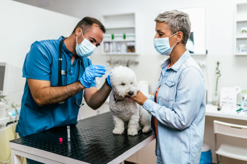   cão doente ao veterinário para um check-up. Ela e o veterinário usam máscaras protetoras por causa da pandemia de Coronavírus.