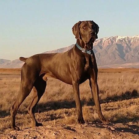 Информация о породе великих веймарских собак и фотографии