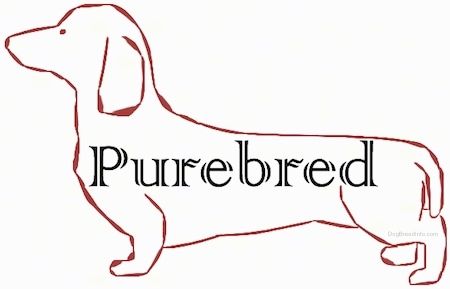 वर्णमाला क्रम में Purebred Dog Breeds की सूची