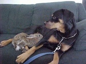 Nilaikan Keturunan Anjing dalam Kebolehpercayaan dengan Haiwan Peliharaan Bukan Anjing