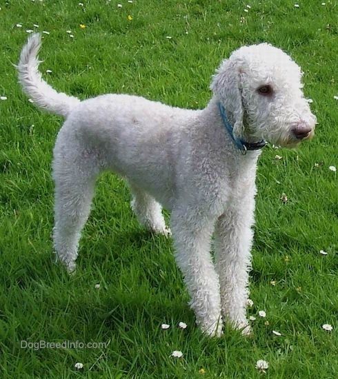 Informació i imatges de raça de gos Bedlington Terrier