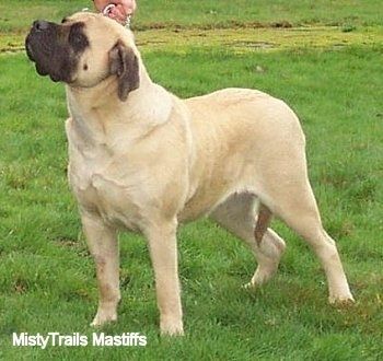 Informacija apie anglų mastifo šunų veislę ir nuotraukos
