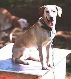 Informācija par Mountain View Cur suņu šķirni un attēli