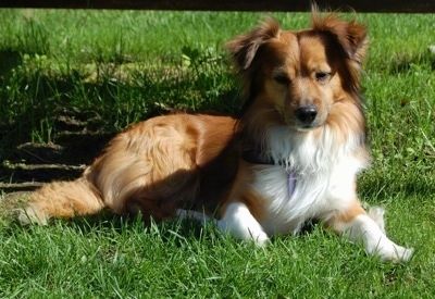 Informacije in slike o pasmi psov Pembroke Sheltie
