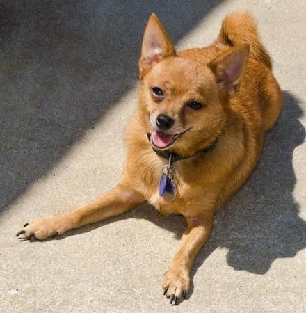 Maklumat dan Gambar Baka Anjing Shiba-Chi