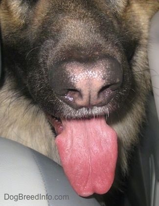 Pourquoi le nez de mon chien est-il passé du noir au rose?