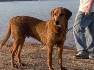 Seznam psov mešancev aljaških malamutov