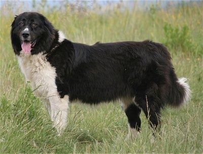 Ang impormasyon sa Bulgarian Shepherd Dog Breed na Impormasyon at Mga Larawan