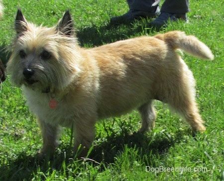 Maklumat dan Gambar Baka Anjing Cairn Terrier