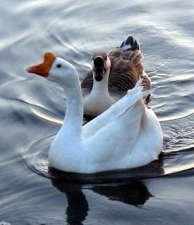 Pagpapanatiling Chinese Swan Geese bilang Alagang Hayop