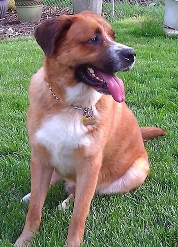 Informazioni e immagini sulla razza del cane Labernard