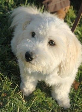Imagens e informações sobre a raça de cães Lhasapoo