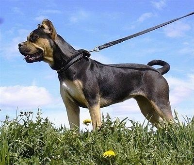 Информация и снимки на породата кучета Alano Español