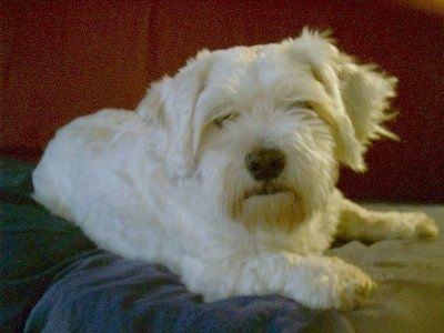 Informacje i zdjęcia o rasie psów Daisy