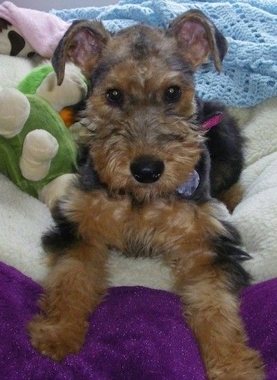 Liste over Airedale Terrier Mix Breed Dogs