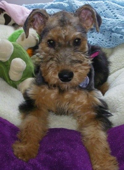 Списък на кучета смесени породи Airedale Terrier