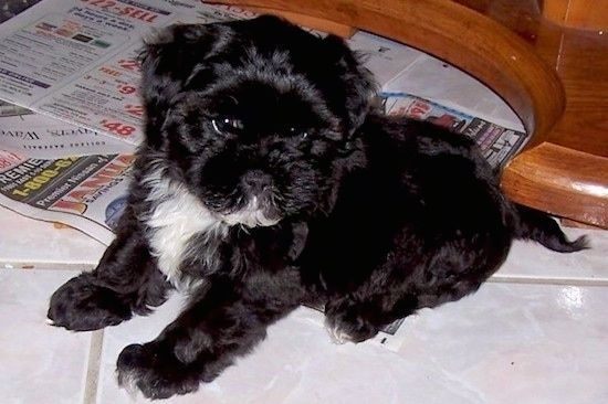 Liste over Shih Tzu Mix Breed Dogs