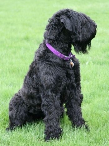 Информације и слике паса паса црног руског теријера
