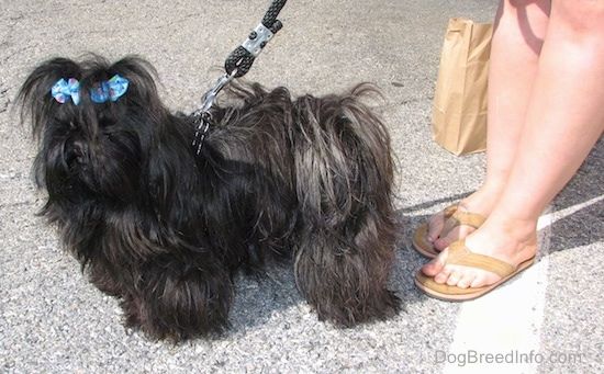 Imagens e informações sobre a raça do cão imperial chinês