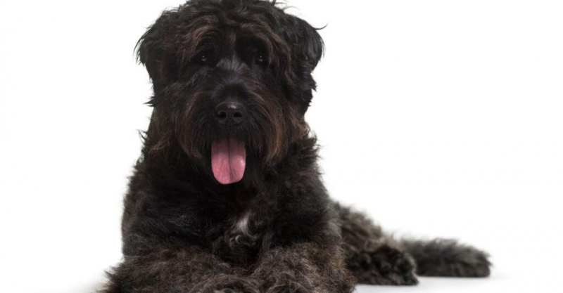 Bouvier des Flandres -koira makaa valkoista taustaa vasten.