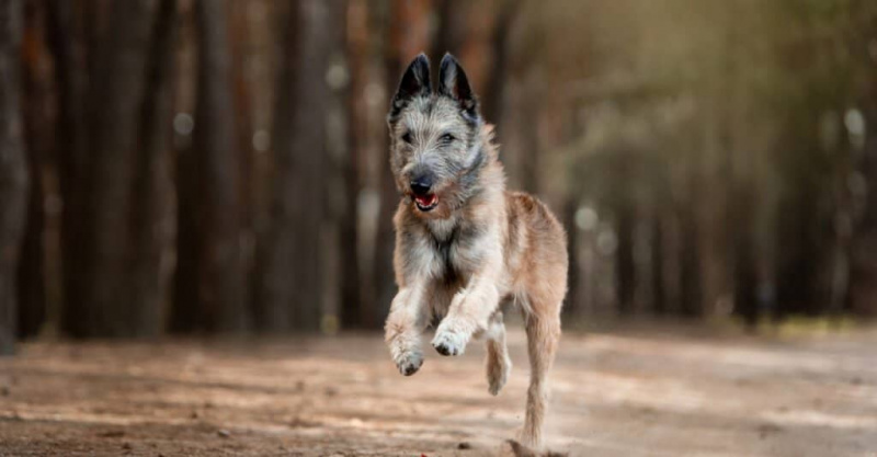   Laekenois che corre nei boschi