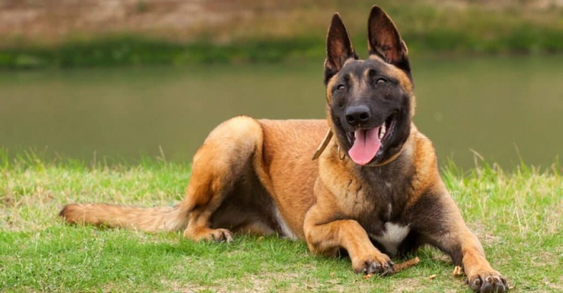 Etsintä- ja pelastuskoirat - belgialainen malinois