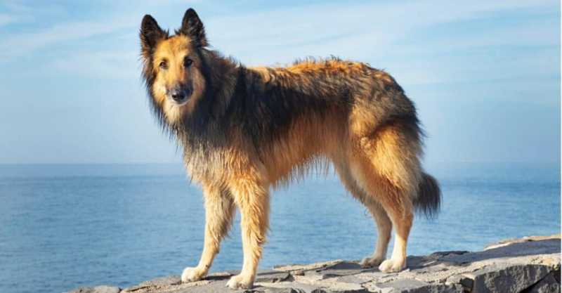   Tervuren em pé na rocha acima do oceano