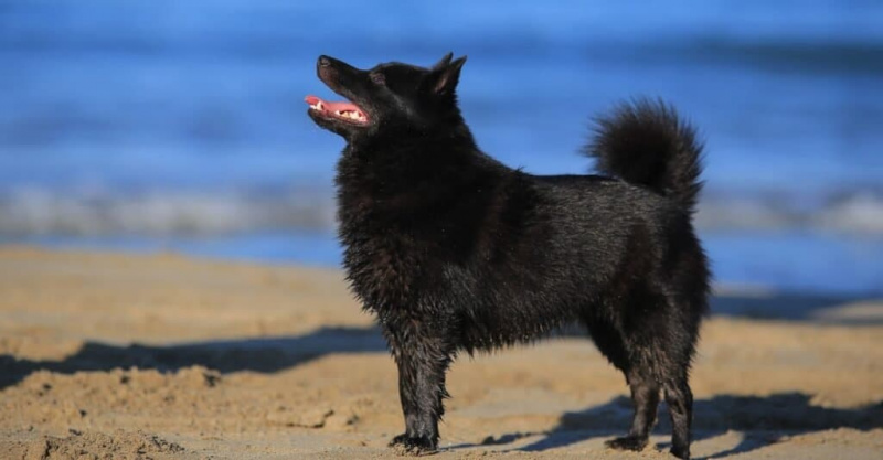 Schipperke leikkii rannalla.