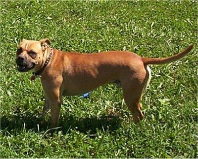 Banter Bulldogge Dog Breed Πληροφορίες και εικόνες