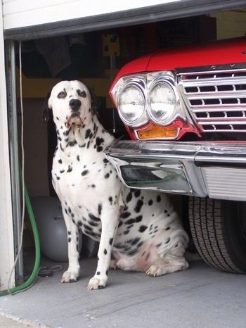 Maklumat dan Gambar Breed Dog Dalmador
