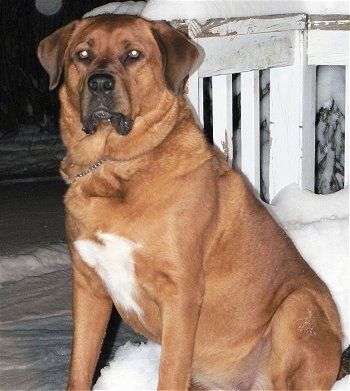 Информация и снимки на породата кучета St. Weiler