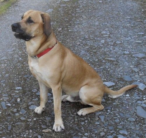 Список собак смешанной породы родезийский риджбек