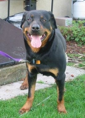 Rottweileri koeratõu pildid, 3