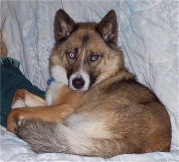 Alaskan Husky Dog Breed Resimleri, Sayfa 1