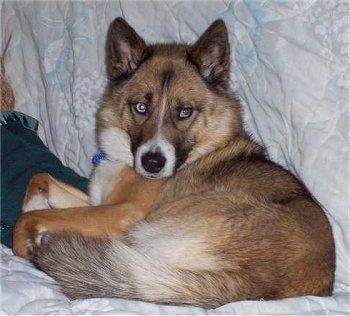 Alaskan Husky Dog Breed Pictures, Side 1