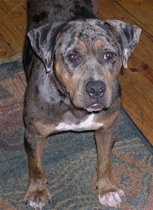 Informacije in slike o pasmi psov Bulldog Catahoula