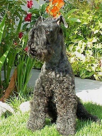 Kerry Blue Terrier hunderaseinformasjon og bilder