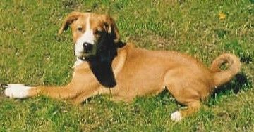 Informacija apie Austrijos trumpaplaukes pinčerio šunis ir jos paveikslėliai
